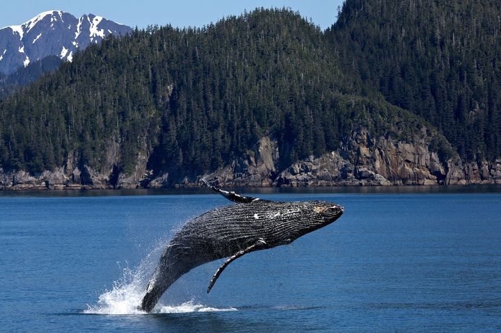 best place for whale watching in California