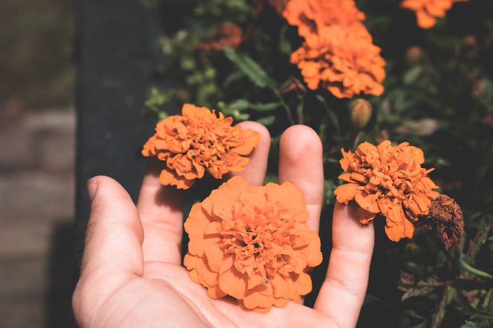 orange blooming marigolds in hand of person