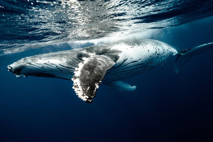 white and black whale in water