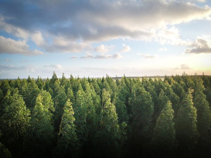 How does climate change affect forests