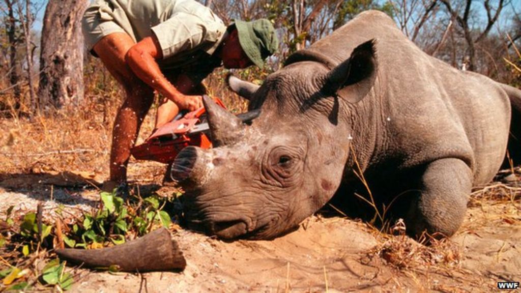 poaching in africa