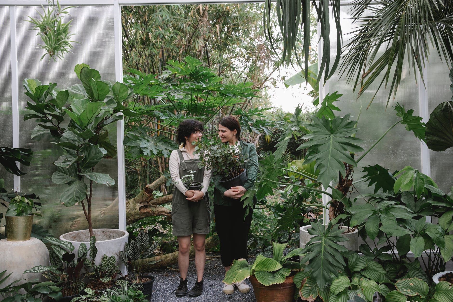ethnic women with green plants in hothouse