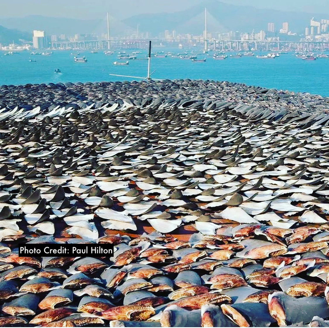Hong Kong shark finning